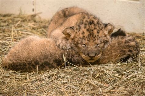 Indy Zoos Lion Pride Grows By Three Zooborns