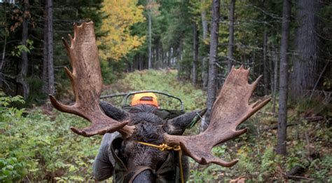 Maine Moose Hunting With Dave Conley Canoe The Wild