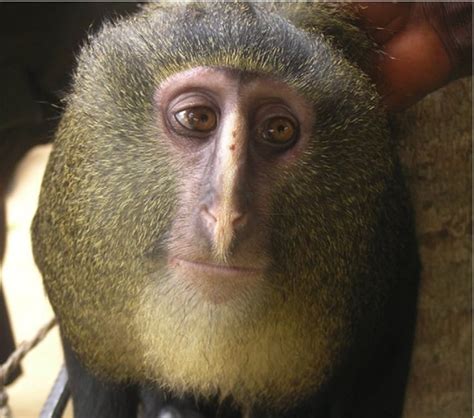 New Colorful Monkey Species Discovered In Africa Rain Forest