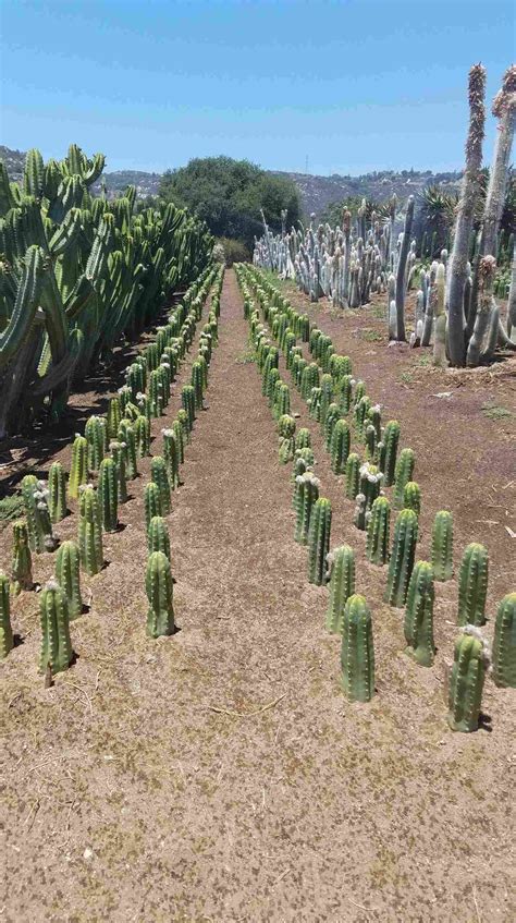 Although some saguaro cacti never grow arms, those that grow arms do so between the ages of 50 to 100 years. San Pedro Cactus (In-Depth Guide With Pictures ...