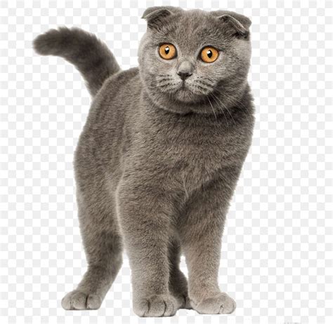 Scottish Fold British Shorthair Persian Cat Siamese Cat Selkirk Rex