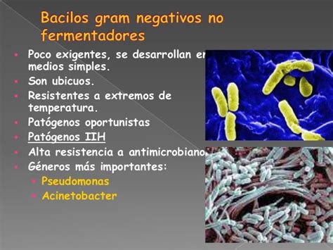 Bacilos Gram Negativos No Fermentadores