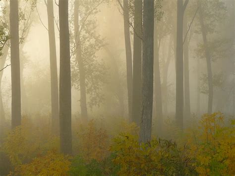 Misty Autumn Forest Photograph By Ilona Nagy