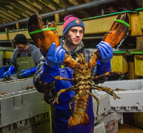 14 Pound Lobster Caught Off Nova Scotia Nova Scotia Buzz