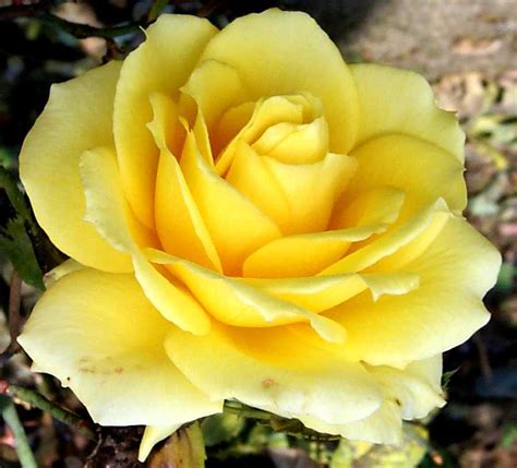Avenger Blog Yellow Rose Flower