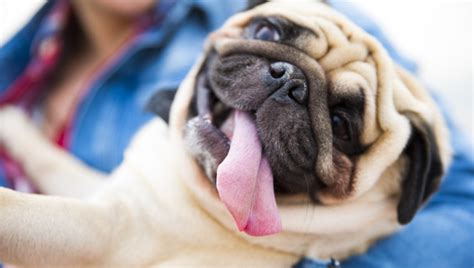 4 Reasons Your Dogs Tongue Sticks Out