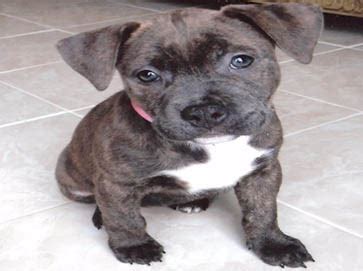 This coloring is often referred to as dappled or mottled. American Pit Bull Registry - Brindle Pit Bull Puppy Pictures