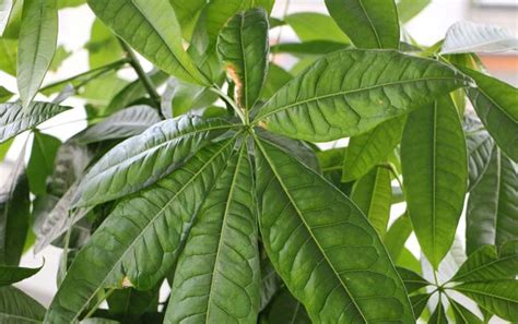 Leaves may turn yellow or brown if a plant gets too much sunlight or experiences a sudden change in light. Money Tree Plant, Pachira Aquatica: How To Take Care | Alovegarden