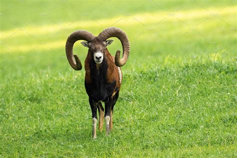 Male Mouflon Ram With Long Horns Animal Stock Photos ~ Creative Market