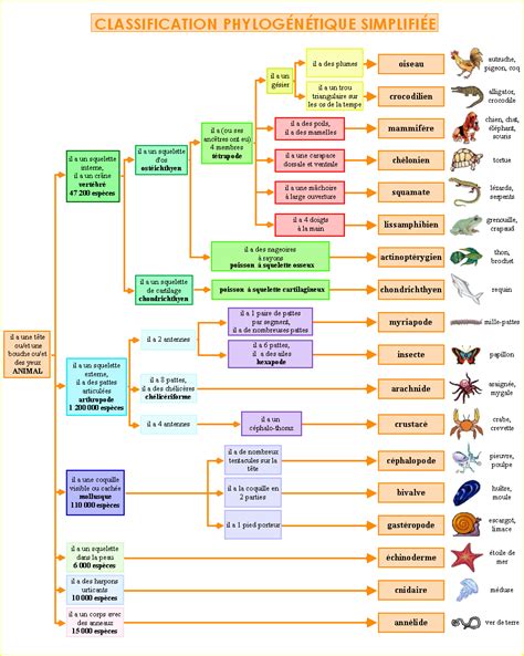 La Classification Des Animaux