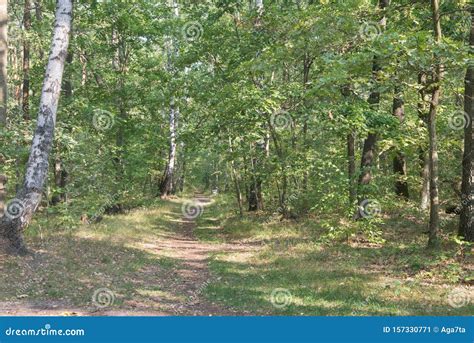 Footpath In Summer Forest Stock Image Image Of Europe 157330771