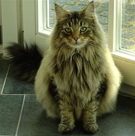 top  largest cat breeds   world  mysterious world