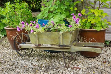 Wooden Wheelbarrow Containing Trailing Surfina Petunia Plants Petunia