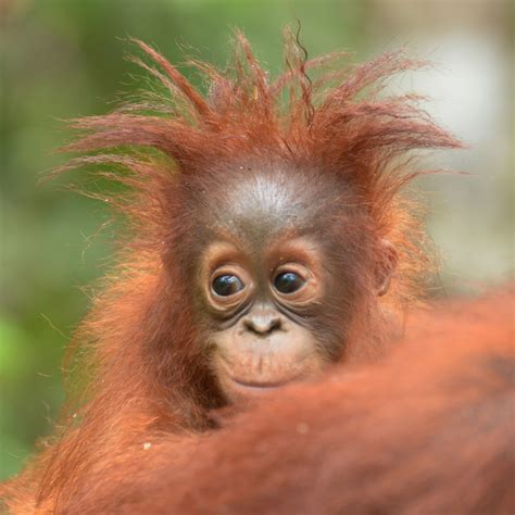 Blog — Orangutan Foundation