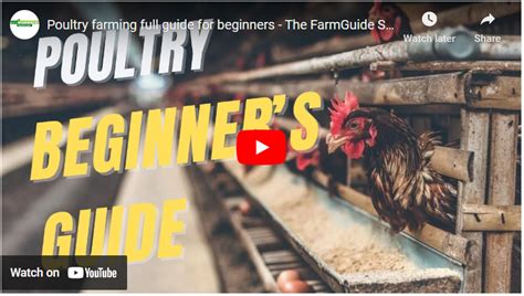Beginners Guide How To Start Poultry Farming In Kenya