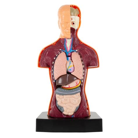 Hey Play Anatomy Model Human Body Torso Wayfairca