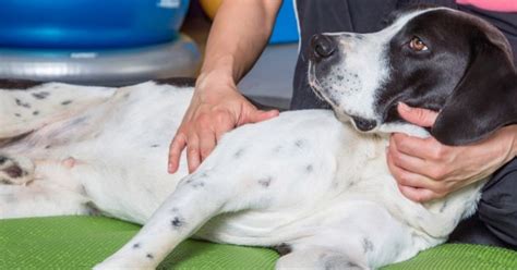 Découvrez Les Bienfaits Du Massage Canin Senior Dog Health Canine