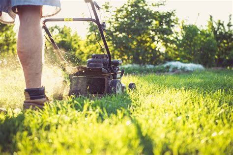 Sick Of Mowing Top 5 Grass Lawn Alternatives Happy Eco News