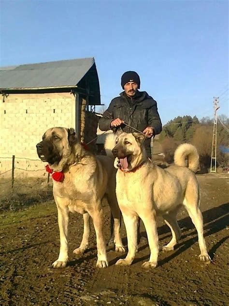 Kangal Dog In Turkey Kangal Dog Big Dog Breeds Dog Breeds