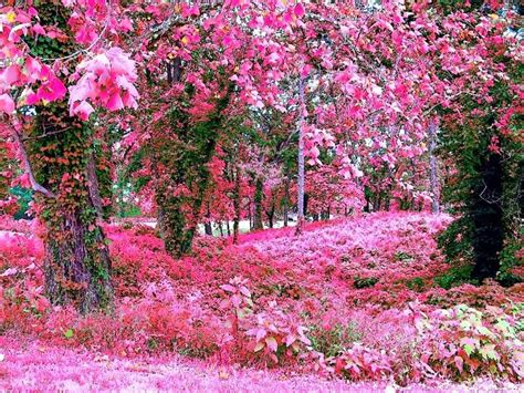 Pink Dream Pink Garden Pink Trees Pink Forest