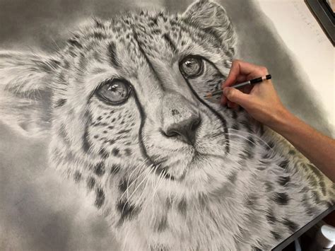Drawing cheetahs large and small - Jess Ridley Art