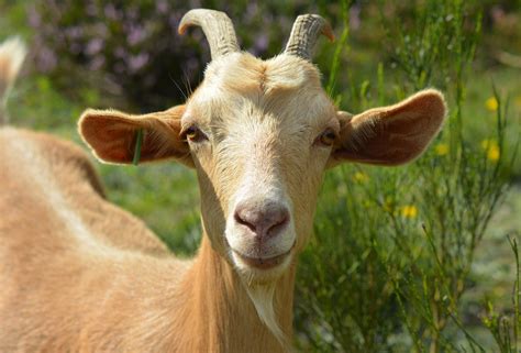 The 6 Types Of Goats Animal Of The Day Uwaterloo Gambaran