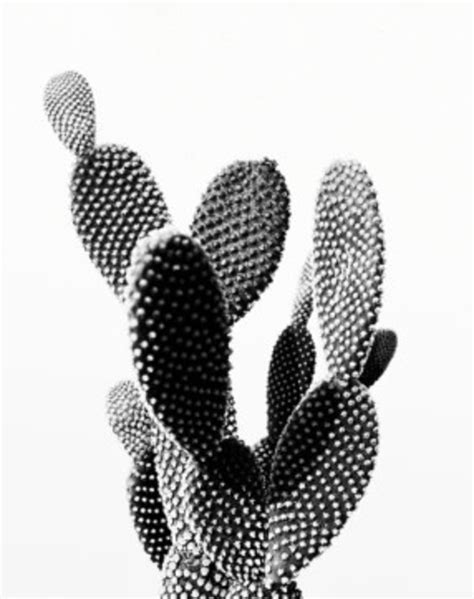 Cactus Photo Printable File Cactus Landscape Black And
