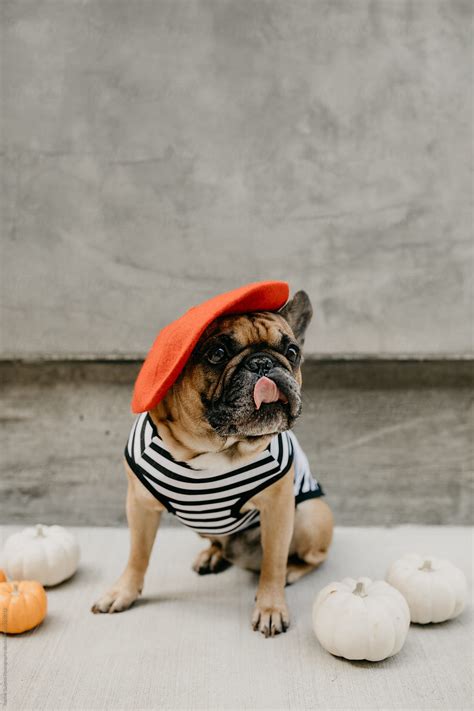 They say french bulldogs cannot. French Bulldog Dressed Up in a French Costume Striped ...