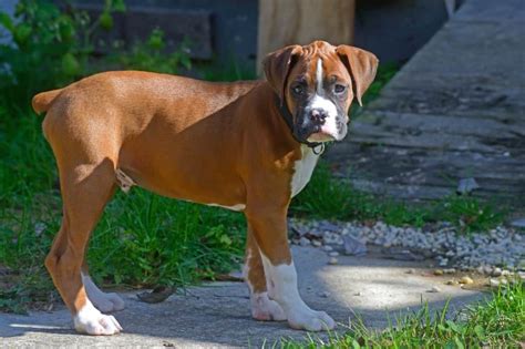 How To Put Weight On A Boxer Dog The Right Way Boxer Dog Diaries