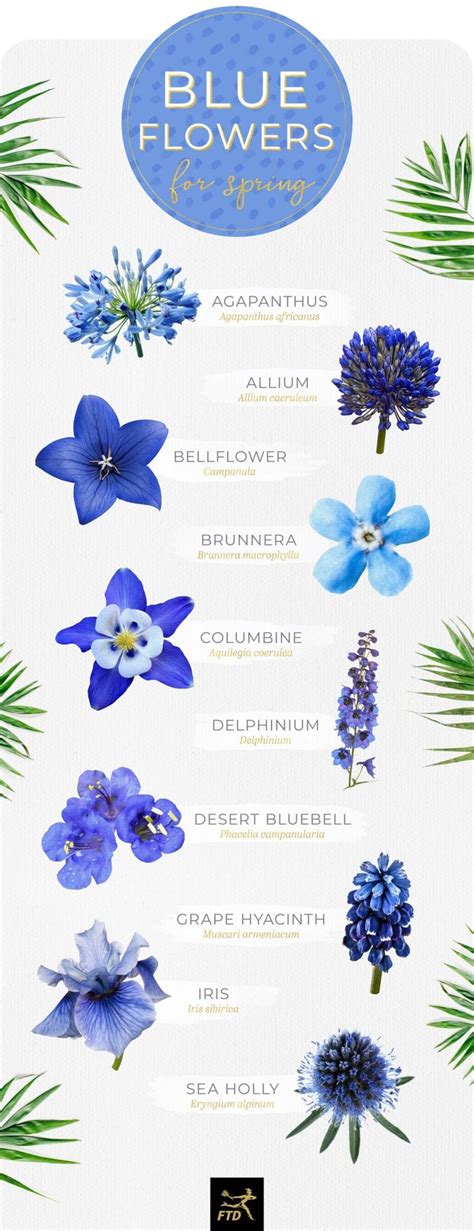 30 Types Of Blue Flowers Blue Flower Names