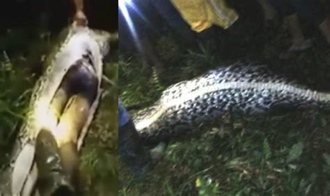Giant Python Eats Man Missing Indonesian Guy Found Inside Seven Meter