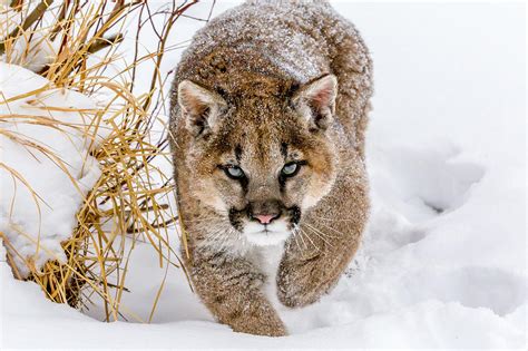 Sneaky Cougar Photograph By Mike Centioli