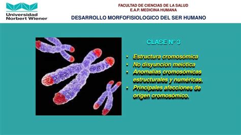 Estructura Cromosómica Anomalías Cromosómicas Estructurales Y