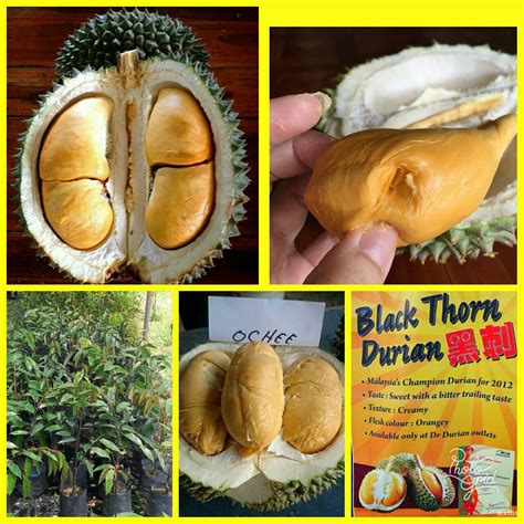 3 tahun durian duri hitam berbuah dengan perawatan yang intensif durian duri hitam bisa berbuah. BAJA SMATRIX ORGANIK MURAH: BENIH POKOK DURIAN DURI HITAM ...
