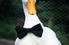 ducks ducklings tuxedos startups ducky ift
