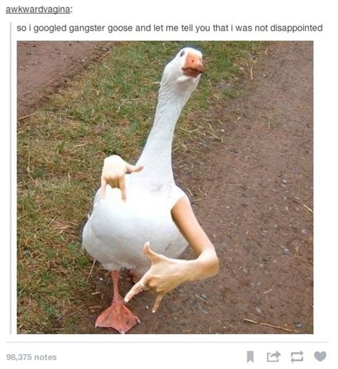 Gangster Goose Immagini Divertenti Criceti Divertenti Foto Di
