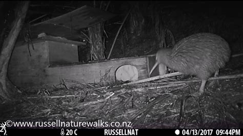 Kiwi Bird Building A Nest Youtube