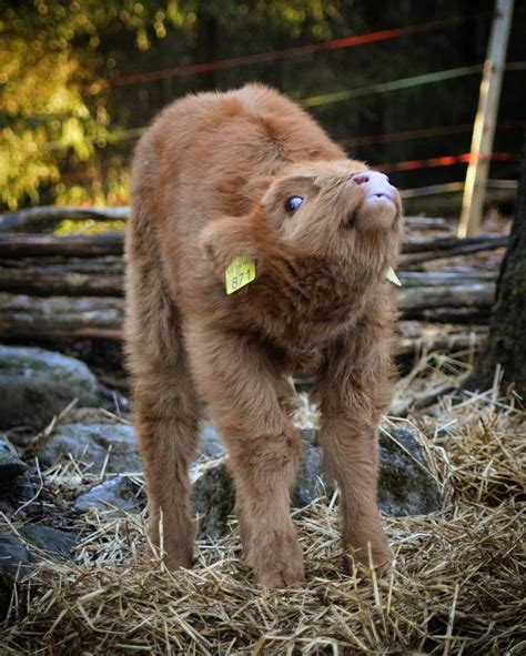 20 Adorable Photos Of Fuzzy Highland Cattle Calves In 2020 Fluffy