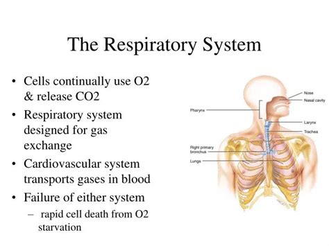 Ppt The Respiratory System Powerpoint Presentation Id1202804