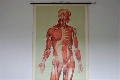 Your Place To Buy And Sell All Things Handmade Human Muscular System