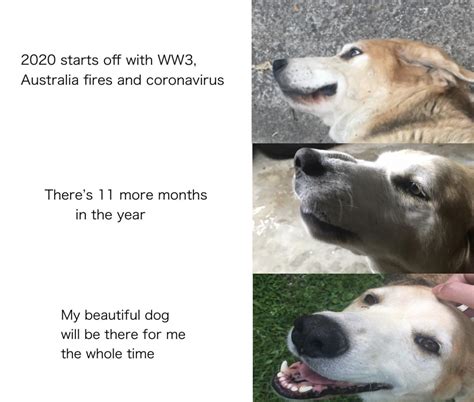 I Love My Dog Memes