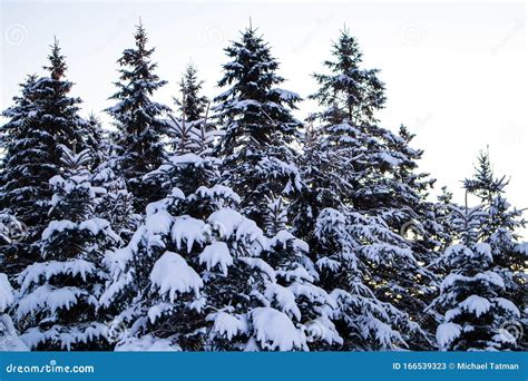 Wisconsin Pine Trees Covered In Snow In December Stock Image Image Of