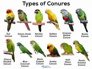 Conures List Of Types Facts Care As Pets Pictures