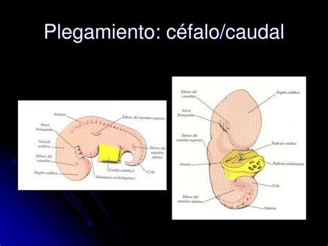 PPT Cátedra de embriología PowerPoint Presentation free download