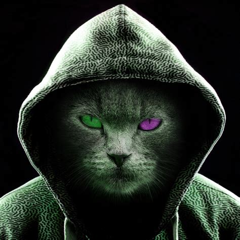 Cool Cat Forum Avatar Profile Photo Id 224801