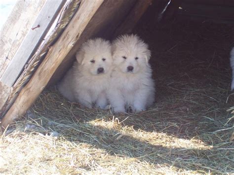 Ready for rehoming by the end of august. Windance Farm - Maremma Sheepdog in 2020 | Maremma dog ...