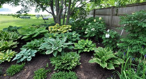 21 Hosta Garden Design Plans Ideas To Try This Year Sharonsable