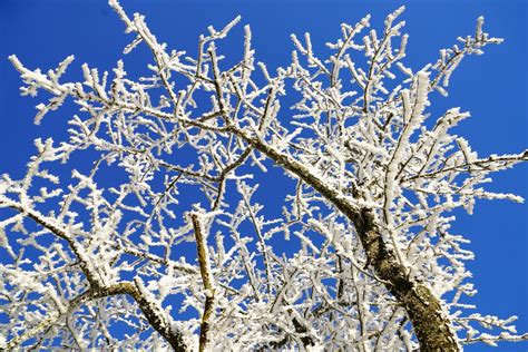 Free Images Tree Branch Blossom Snow Cold Winter Plant Sky
