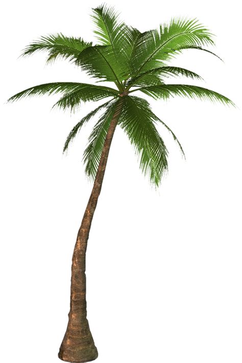 Palm Tree Png Palm Tree Transparent Background Freeiconspng