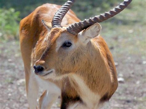 You also get to keep most of your meat which is usually not the case if you hunt africa or other places outside the states. At some Texas ranches, hunting exotic animals is touted as ...